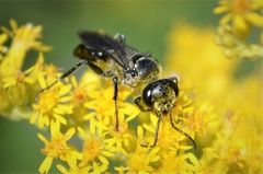 Astata