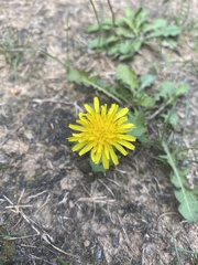 Taraxacum officinale