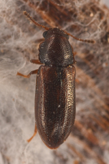 Sphindocis denticollis