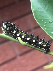 Papilio anactus