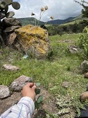 Roldana sessilifolia