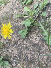 Taraxacum officinale