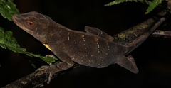 Anolis johnmeyeri