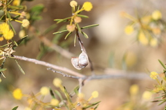 Acacia melleodora