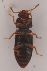 Sphindocis denticollis