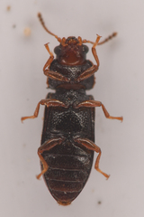 Sphindocis denticollis