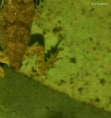 Fejervarya limnocharis