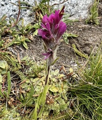 Castilleja lemmonii