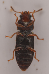 Sphindocis denticollis