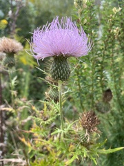 Cirsium vulgare