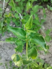 Commicarpus scandens