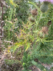 Cirsium vulgare