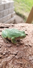 Hyla versicolor