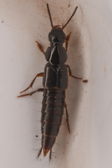Staphylinini