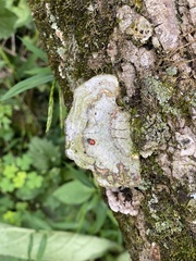 Endomychus biguttatus