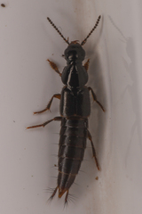Staphylinini