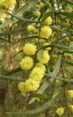 Acacia leprosa uninervia