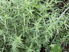 Galium boreale