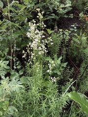 Galium boreale