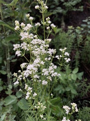 Galium boreale