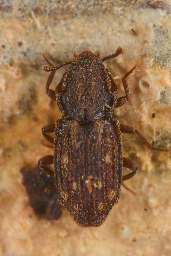 Usechus nucleatus
