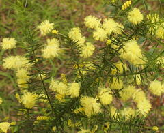 Acacia verticillata verticillata