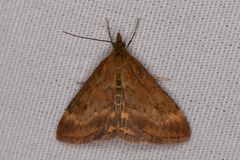 Pyrausta