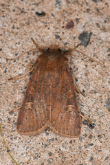 Xestia xanthographa