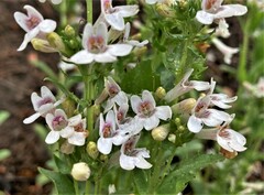 Penstemon deustus