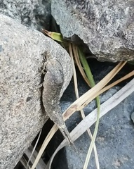 Archaeognatha