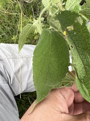 Montanoa