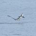 Thresher Shark - Photo (c) charm, some rights reserved (CC BY-NC), uploaded by charm