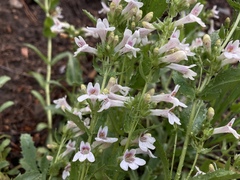 Penstemon deustus