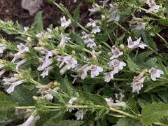 Penstemon deustus