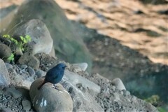 Phoenicurus fuliginosus