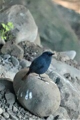 Phoenicurus fuliginosus