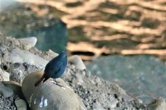 Phoenicurus fuliginosus