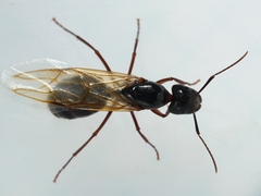 Camponotus americanus