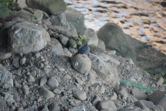 Phoenicurus fuliginosus