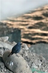 Phoenicurus fuliginosus