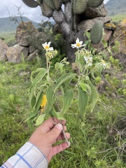 Montanoa