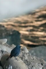 Phoenicurus fuliginosus