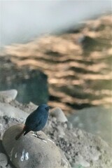 Phoenicurus fuliginosus