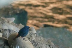 Phoenicurus fuliginosus