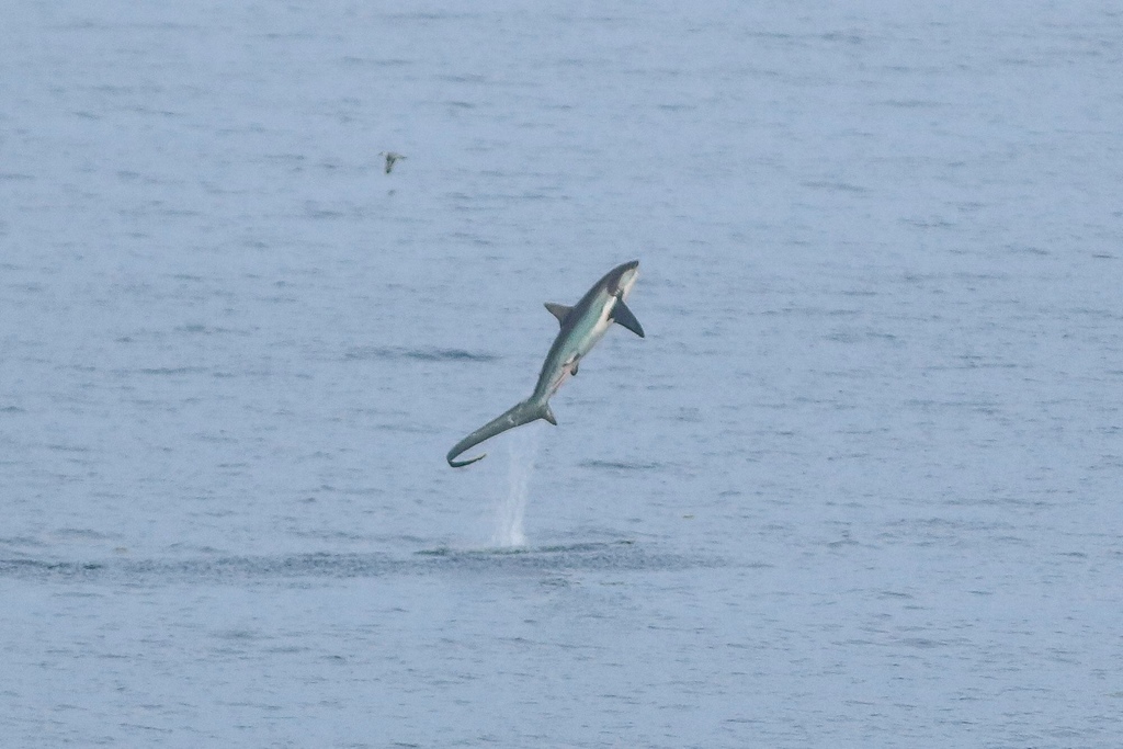 Photo of Common thresher (Alopias vulpinus)