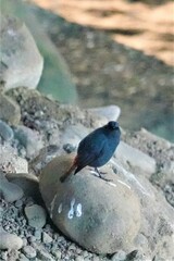 Phoenicurus fuliginosus