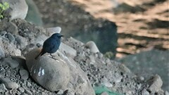 Phoenicurus fuliginosus