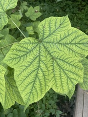 Rubus odoratus