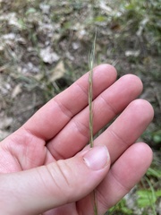 Aristida purpurea