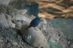 Phoenicurus fuliginosus